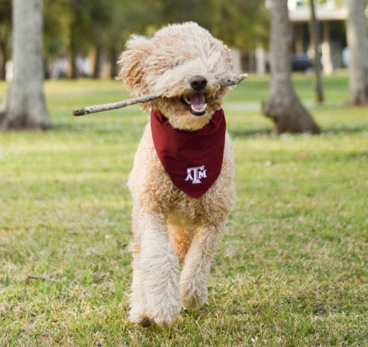 Aggie 2024 dog jersey