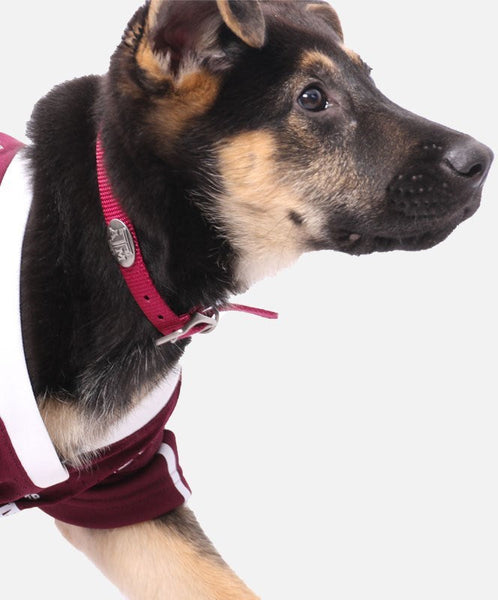 Aggie dog outlet collar